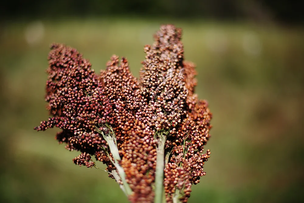 Sorghum, Canewater Appalachia