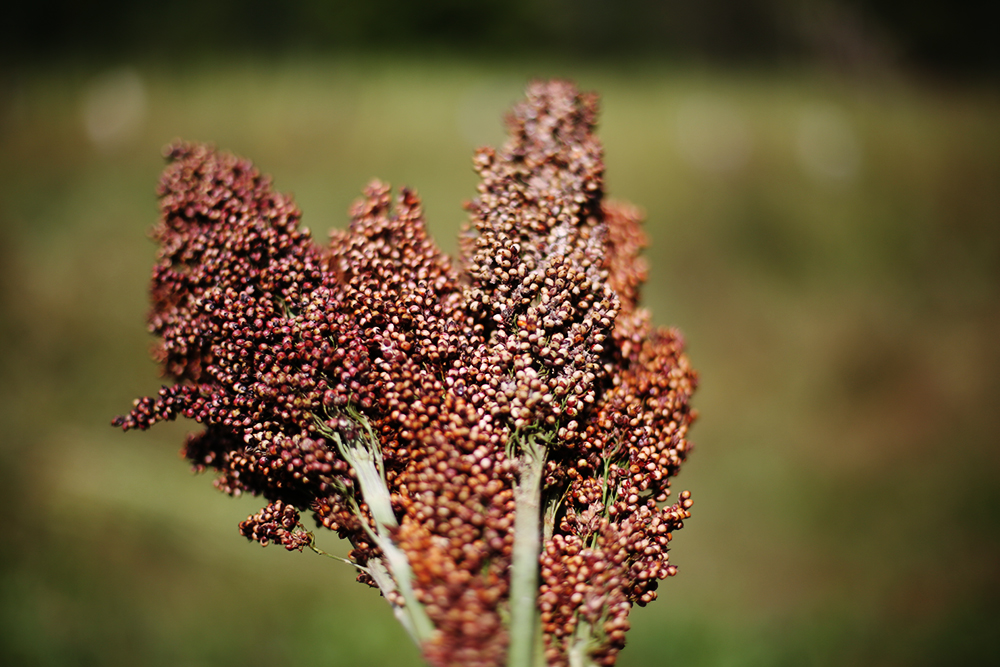  Sorghum 