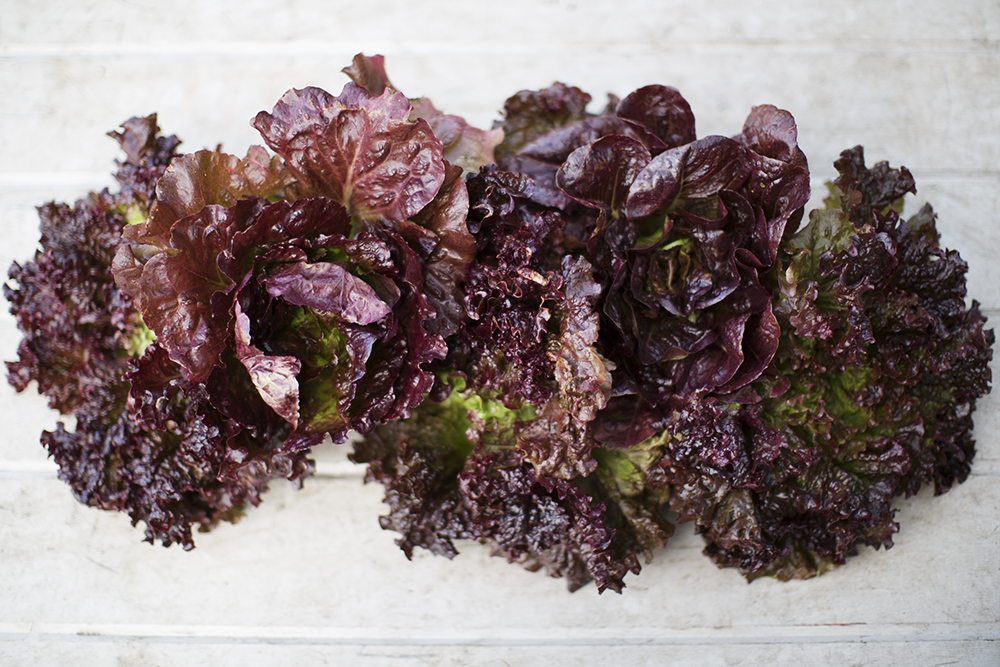  Red Head Lettuce 