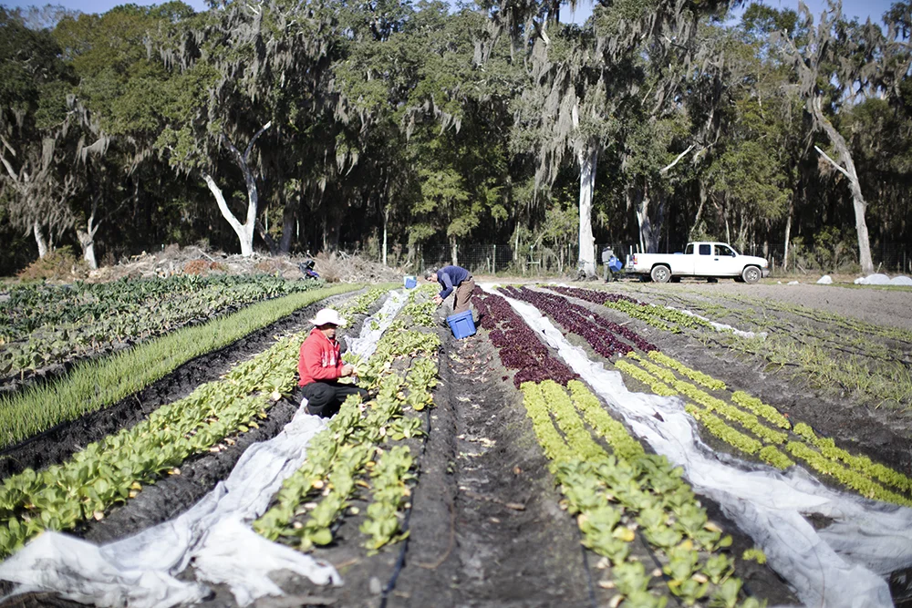 Winter Veggies