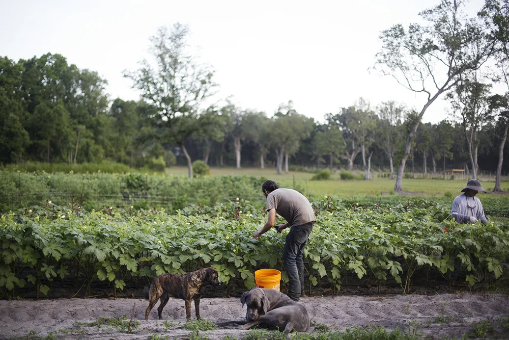 Canewater Farm Dogs, Waylon & Meadow