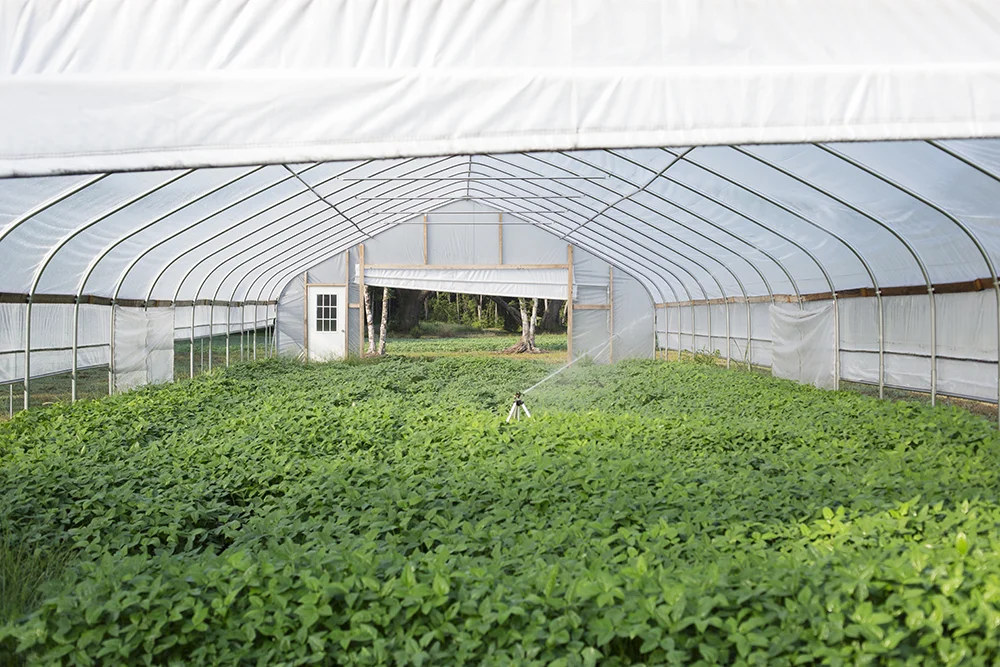 Hoop House Summer Cover