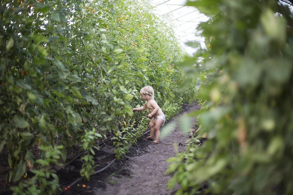 The tomato thief in our hoop house
