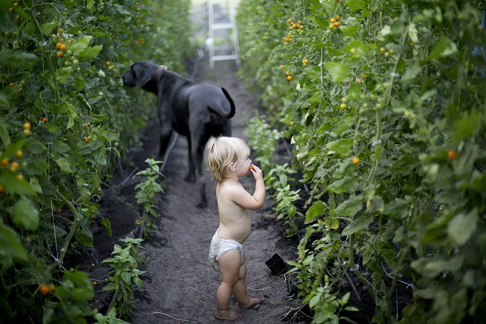 Tomatoes in Hoop House