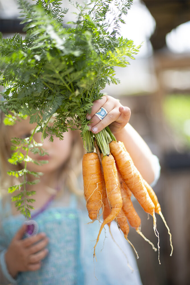  Winter Carrots 