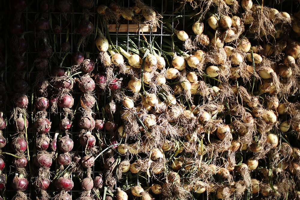  Curing Onions 