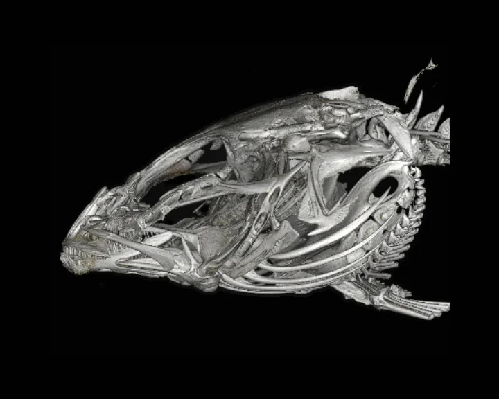 Slimy Sculpin (Cottus cognatus)