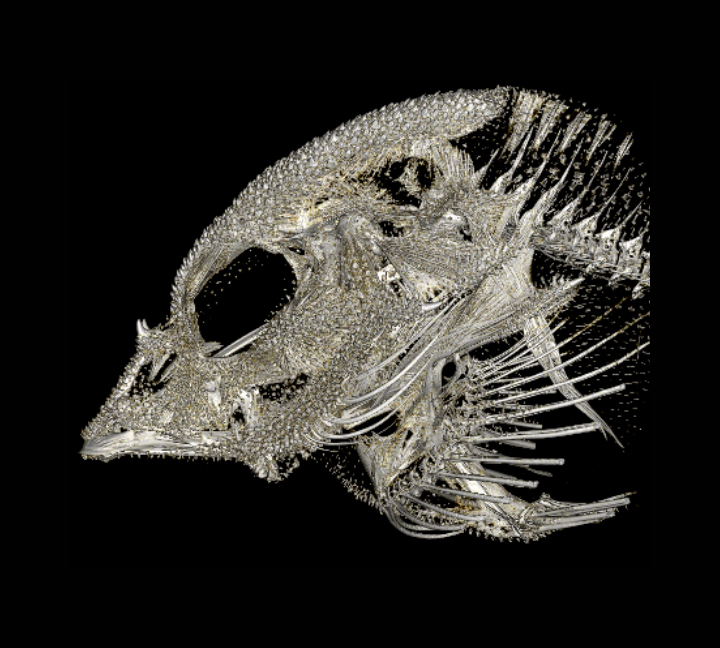 Grunt Sculpin (Rhamphocottus richardsonii)