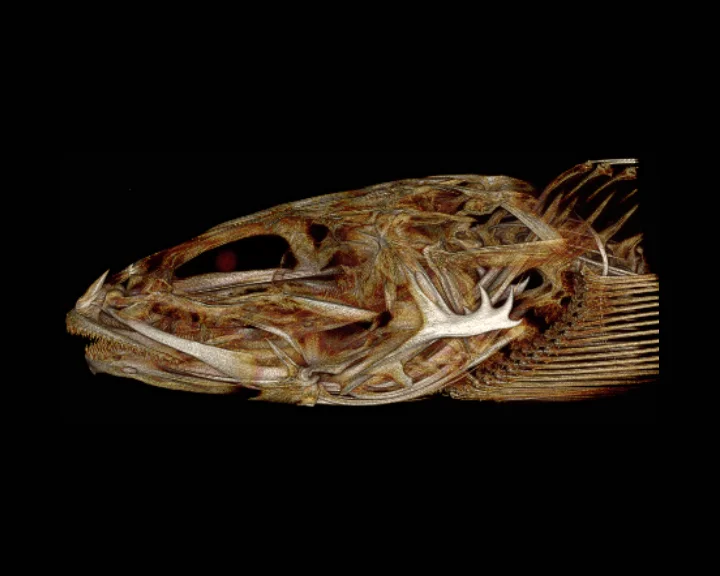 Staghorn Sculpin (Leptocottus armatus)