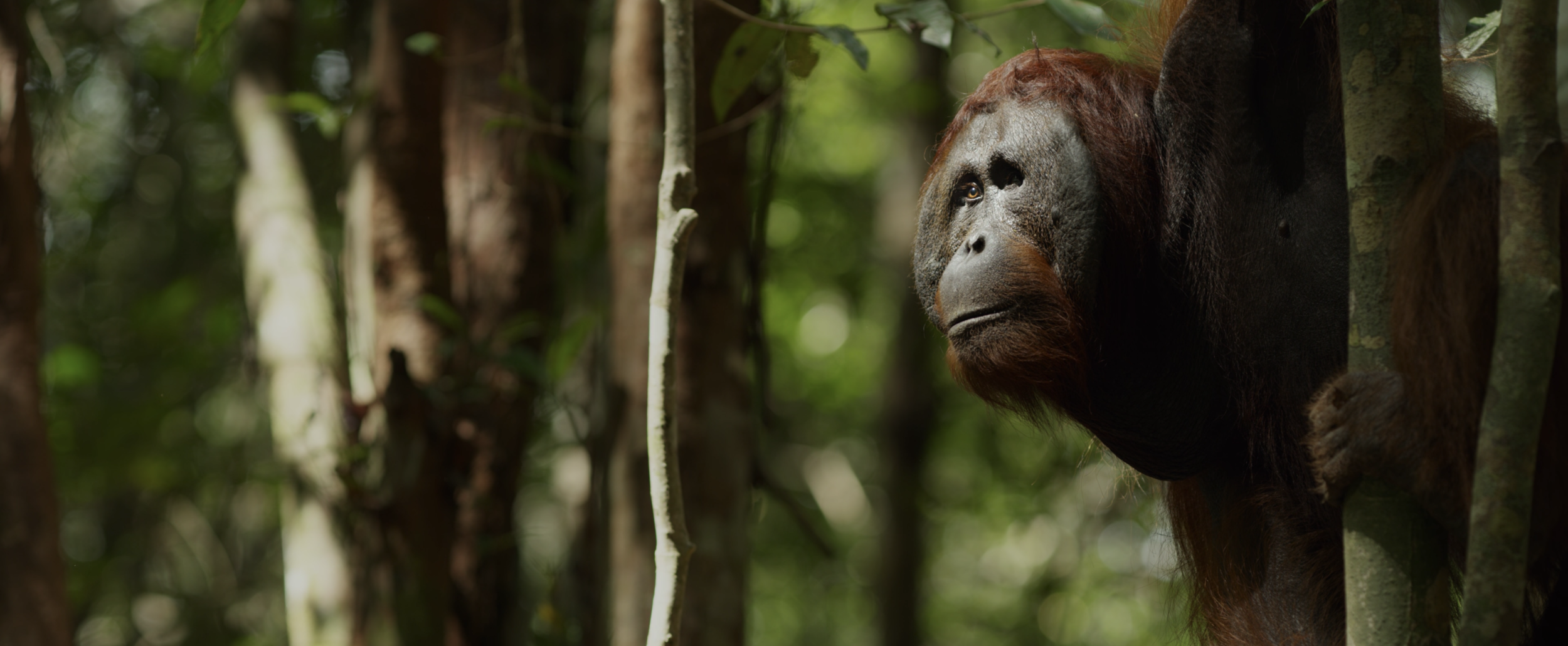 Screen Shot 2018-08-04 at 2.04.54 PM.png