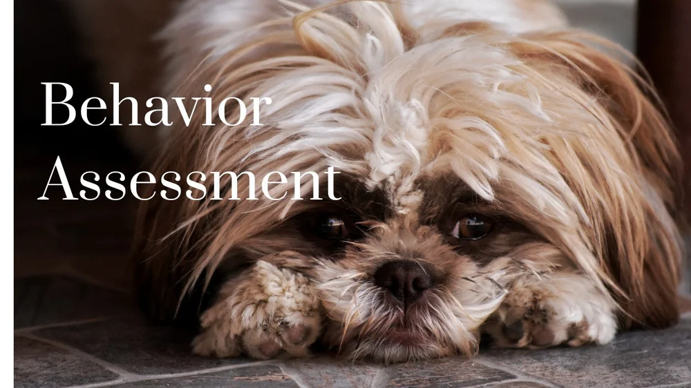 Store 1 — Canine Consultants, LLC