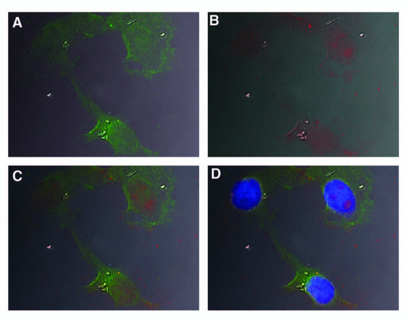 Many potential therapeutics could be developed into promising treatments if they could be specifically delivered to their targets. In fact, we could reduce the adverse effects of cancer therapies and increase their efficacy with new delivery agents that specifically target cancer cells. Here we showed that an aptamer could selectively bind cancer cells through a biomarker called nucleolin. This aptamer was also internalized into the nucleus via a novel internalization mechanism, and delivered oligonucleotide drugs directly to cancer cells in vitro. These results indicate that aptamers can be used as delivery agents to target oligonucleotide drugs such as RNAi, splice-switching oligos (SSO), or therapeutic aptamers directly and specifically to a wide-array of cancer cells. For a copy of the paper please follow the link attached to the image, then click here . 