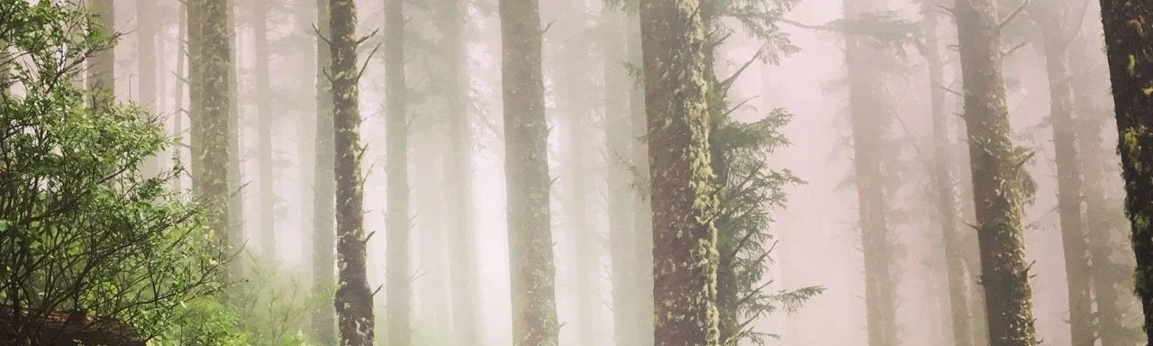 FOGGY-FORREST-2+Large.jpg