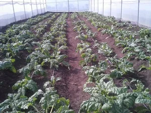 Free The Children’s Oleleshwa Farm’s greenhouses burst with fresh produce and are training ground for local farmers. 