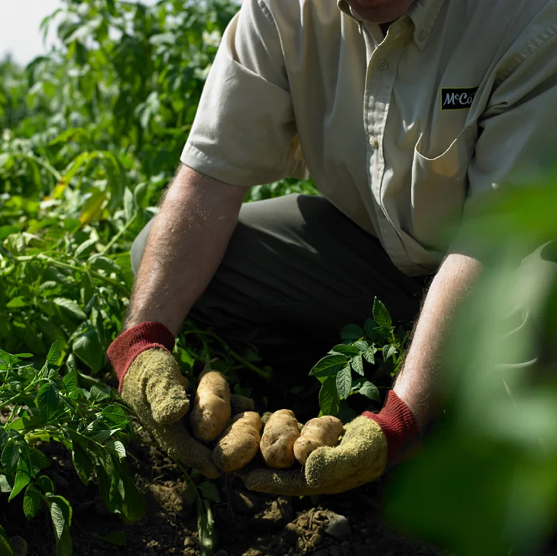 Potatoes can go from the farm to a packaged, finished product in less than 12 hours.