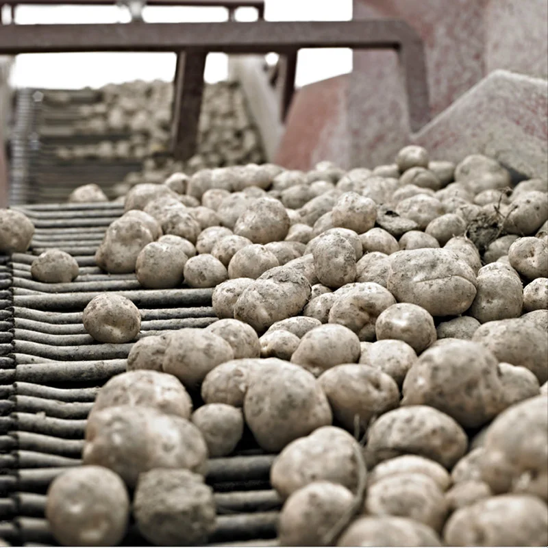 The potato plays an important role for Canadian farmers and food manufacturers and farm gate receipts alone amount to approximately $1.1-billion per year.