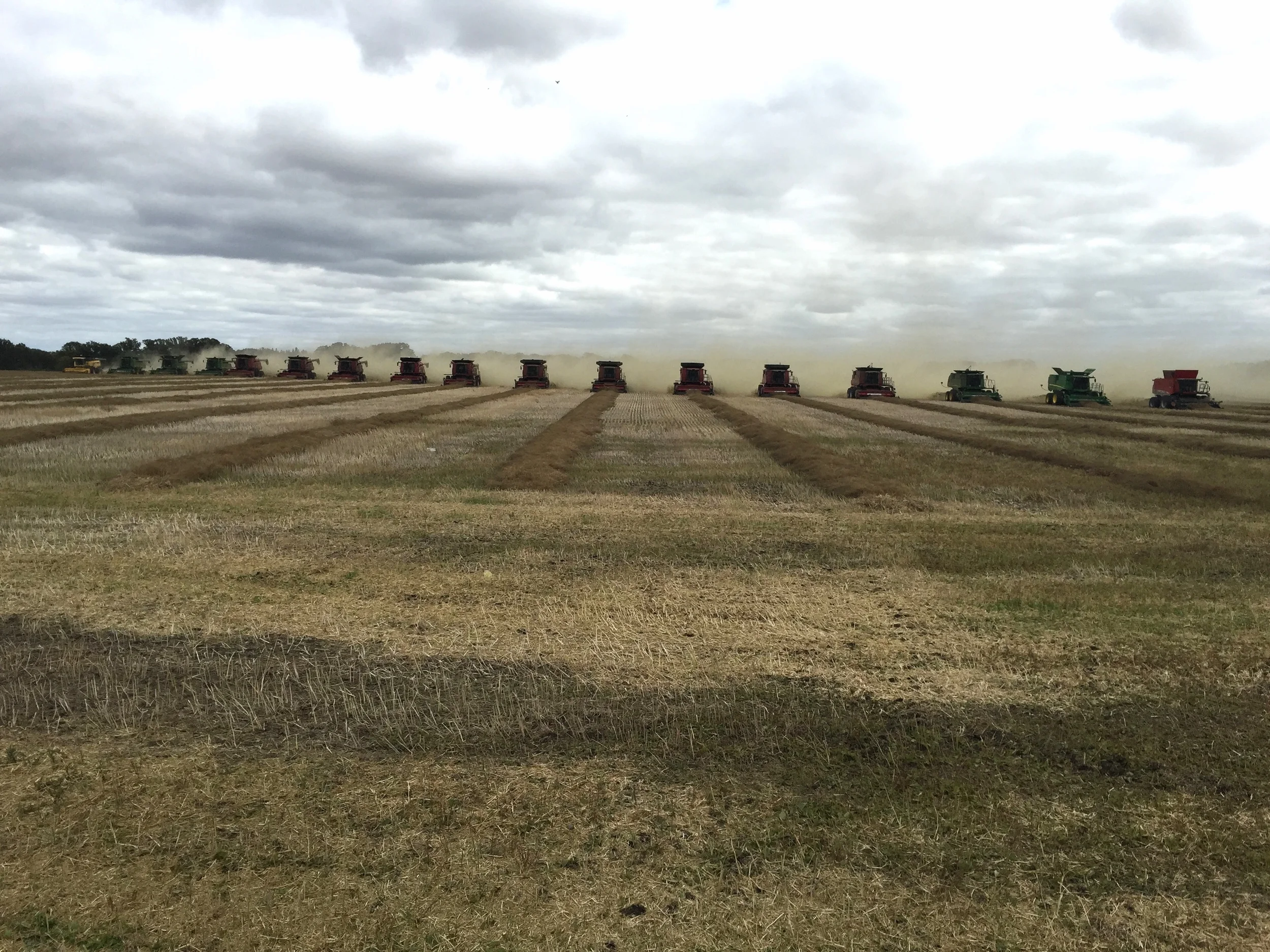 As part of a growing project in Killarney, Manitoba 17 farmers brought out combines to help harvest 140 acres of canola for distribution to those in need worldwide.