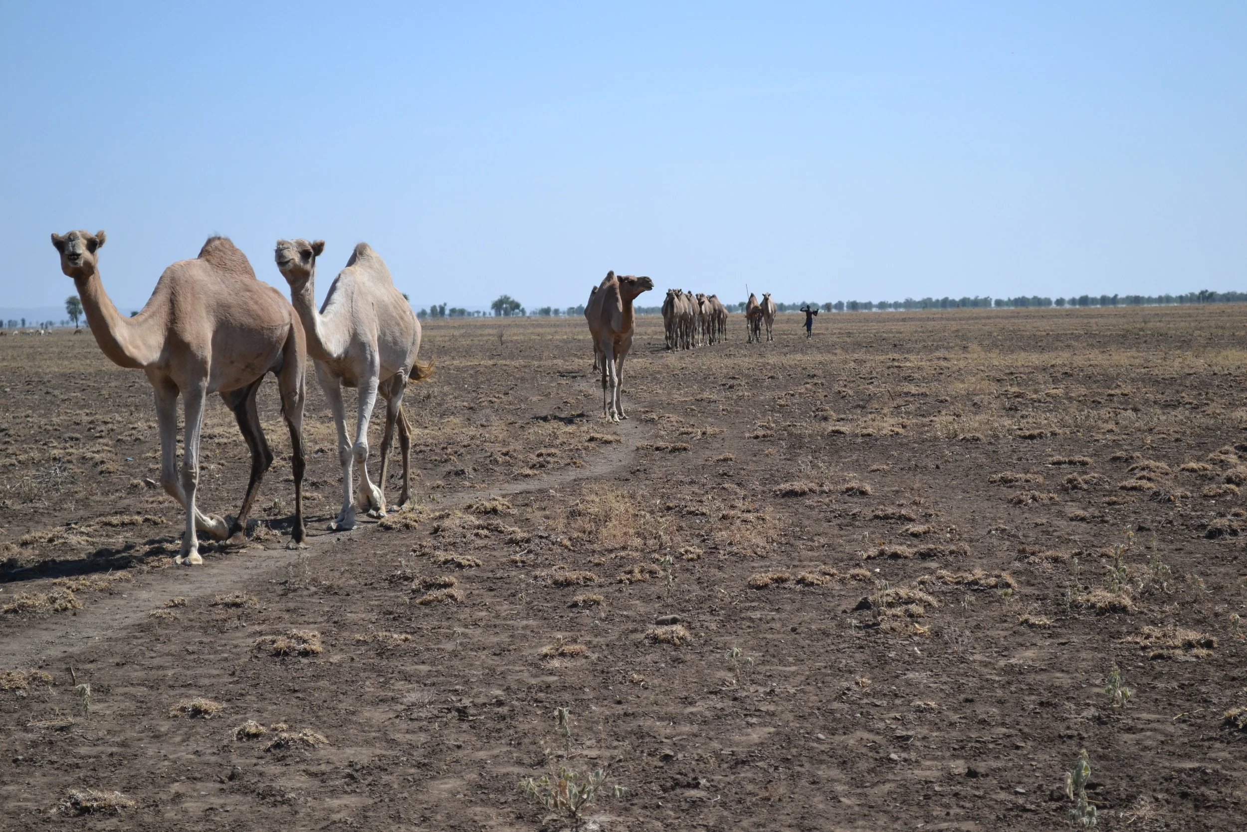 Camels are herded across the dry and dusty landscape of Ethiopia’s remote northern Afar region. Many people in this region raise camels as part of their livelihoods.