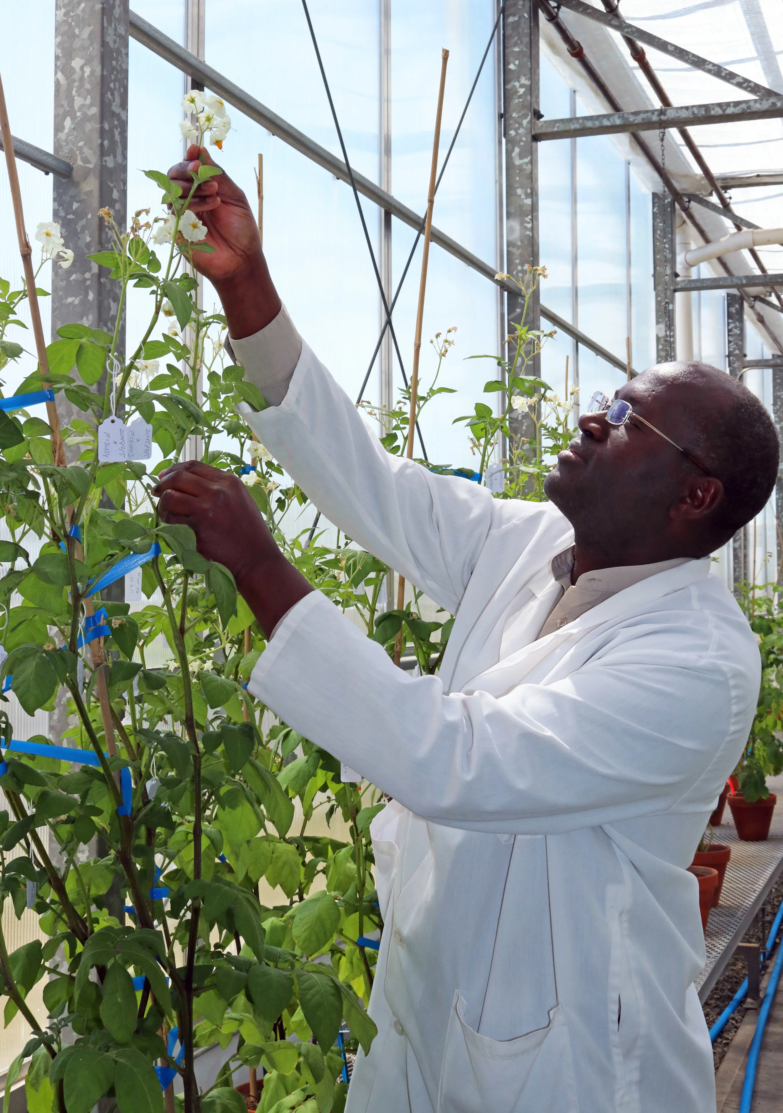 Dr. Benoit Bizimungu, Head Potato Researcher at the potato Research Centre, tends to some potatoes.