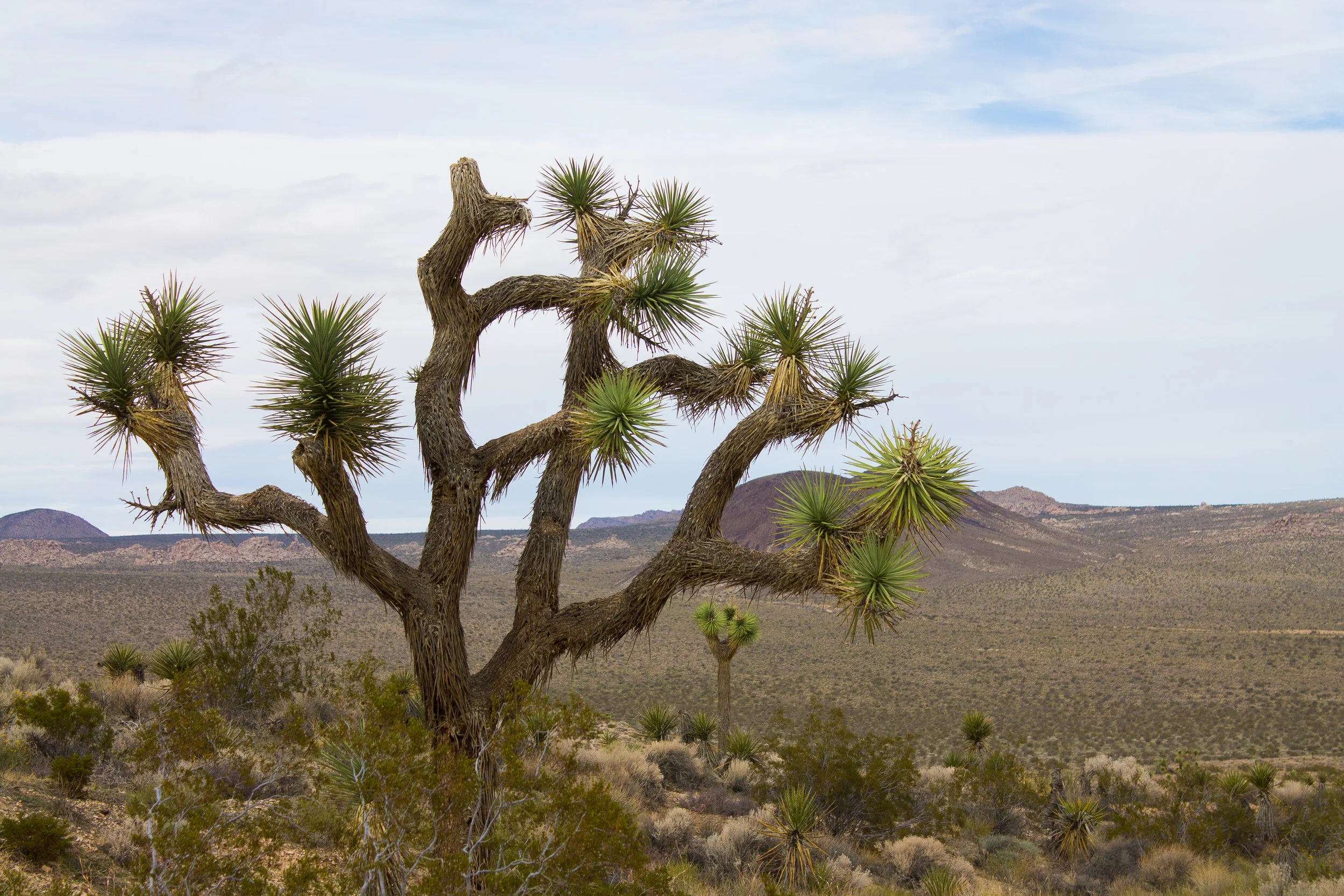 Joshua Tree