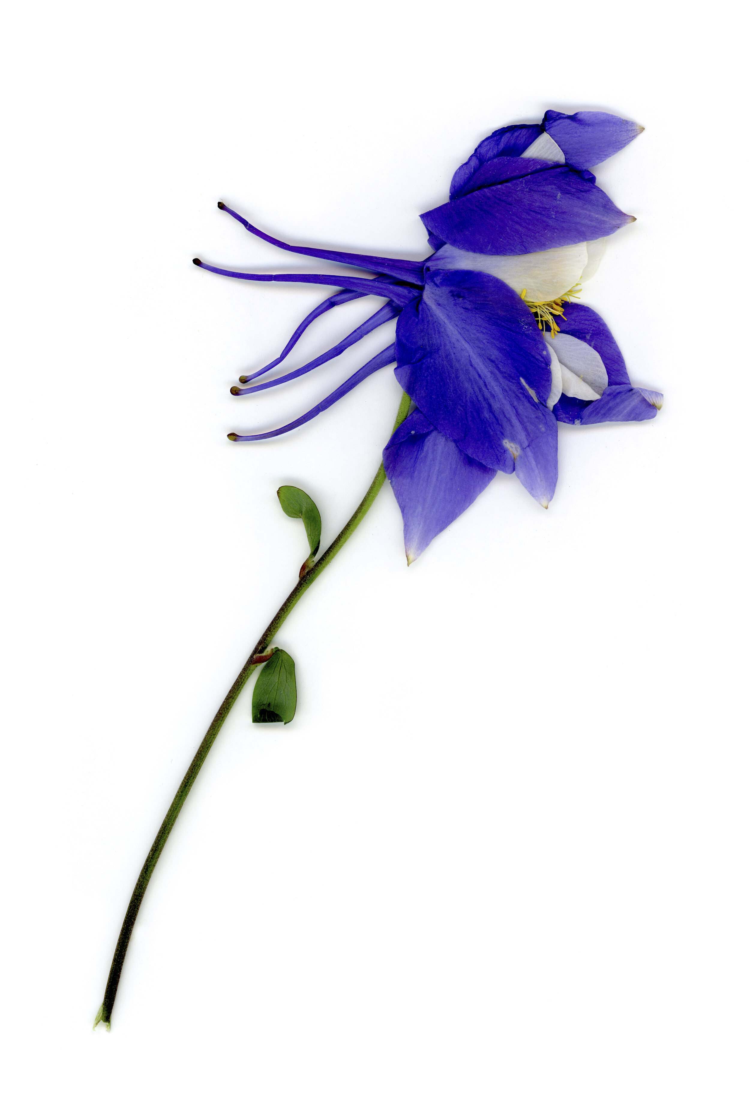 Columbine