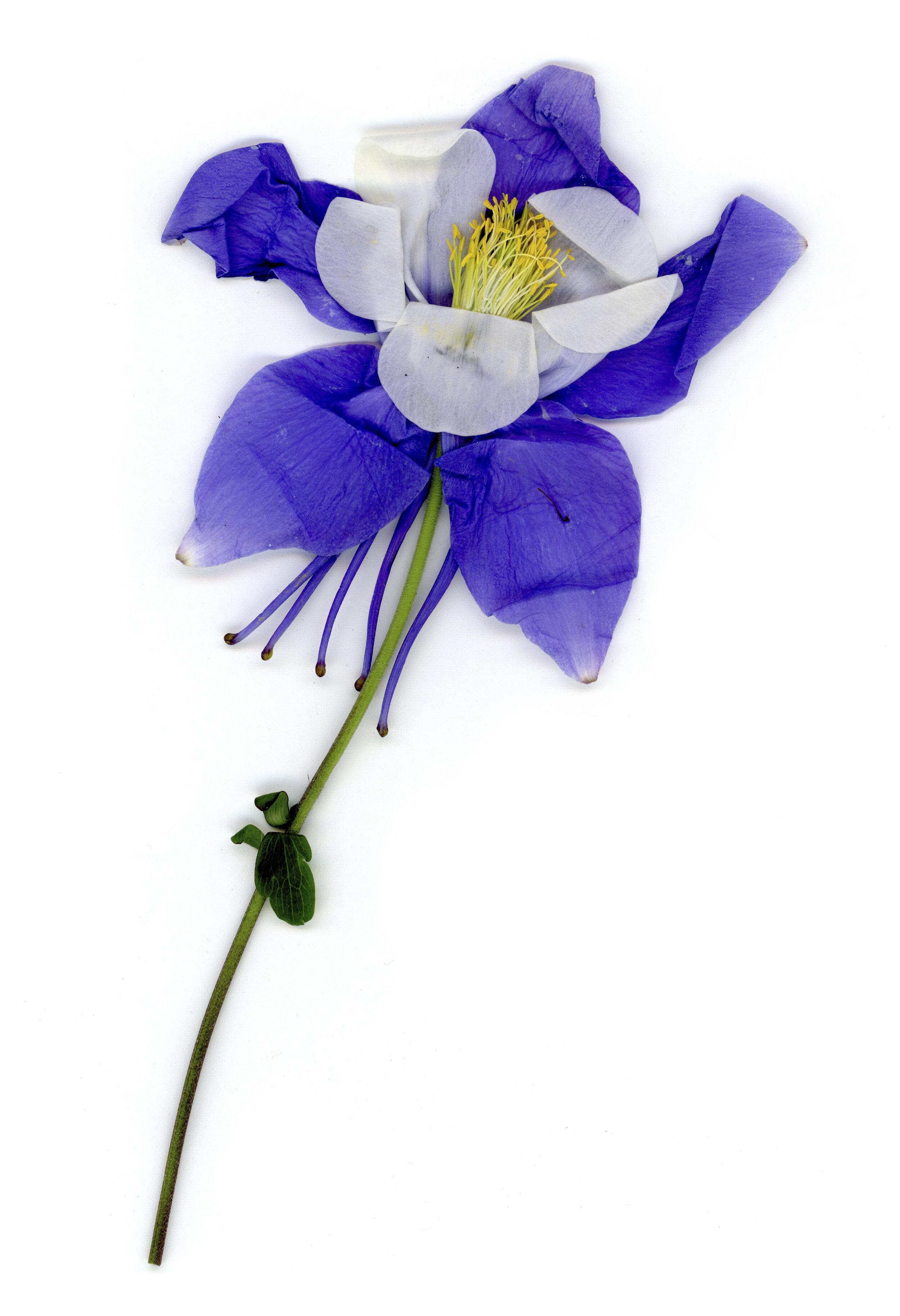 Columbine