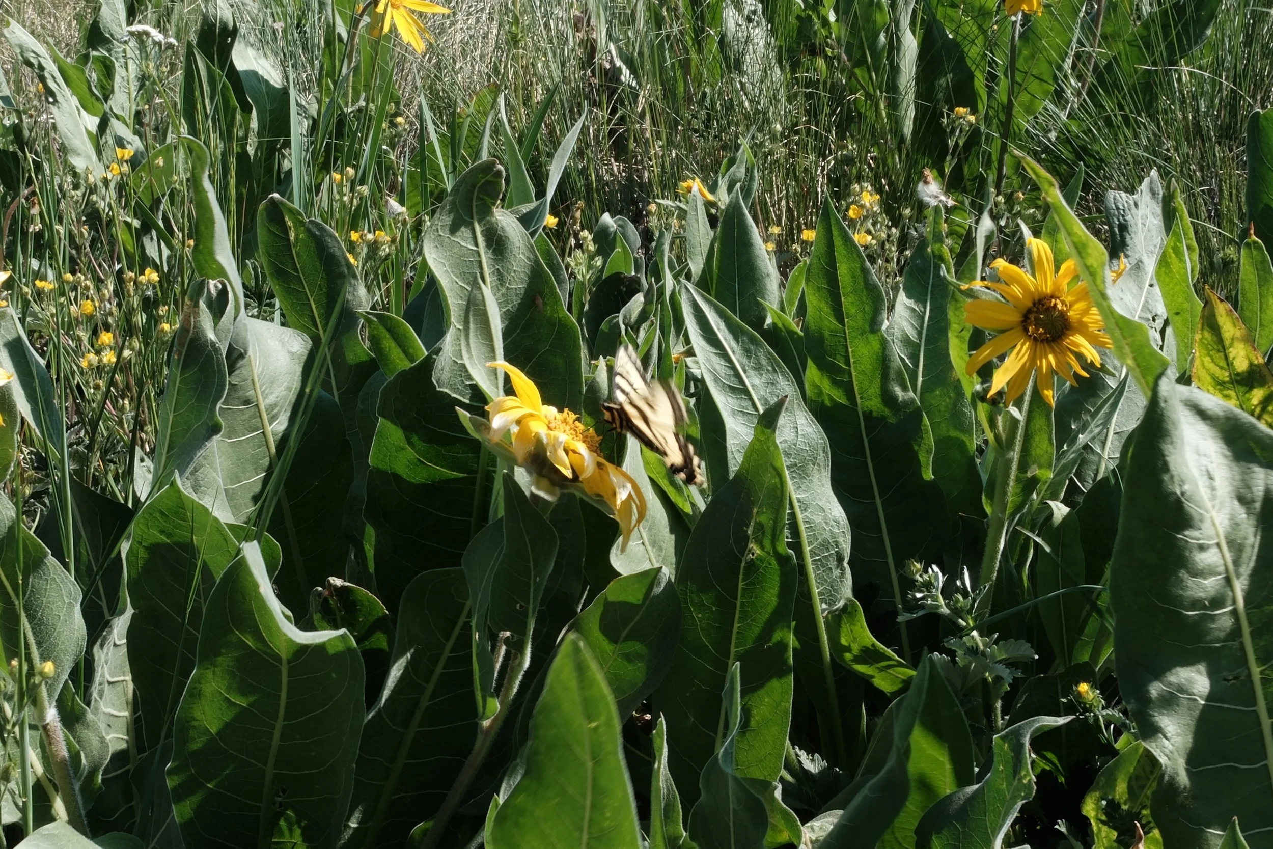 DSCF6466.jpg