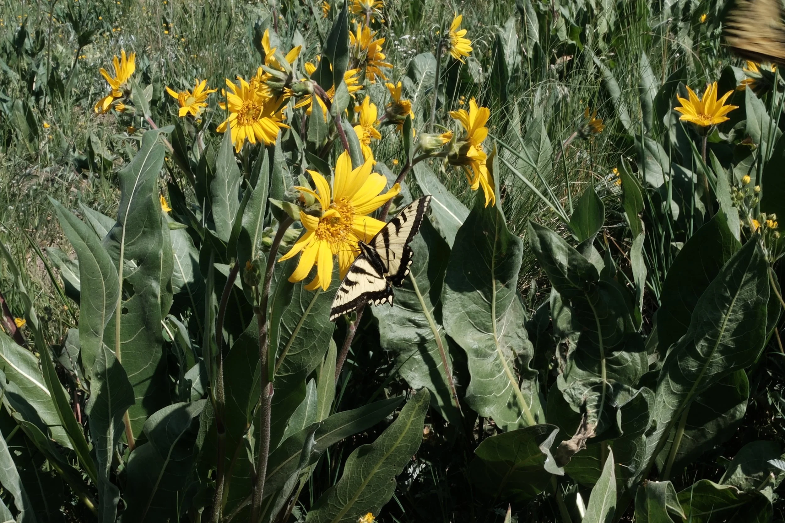 DSCF6468.jpg