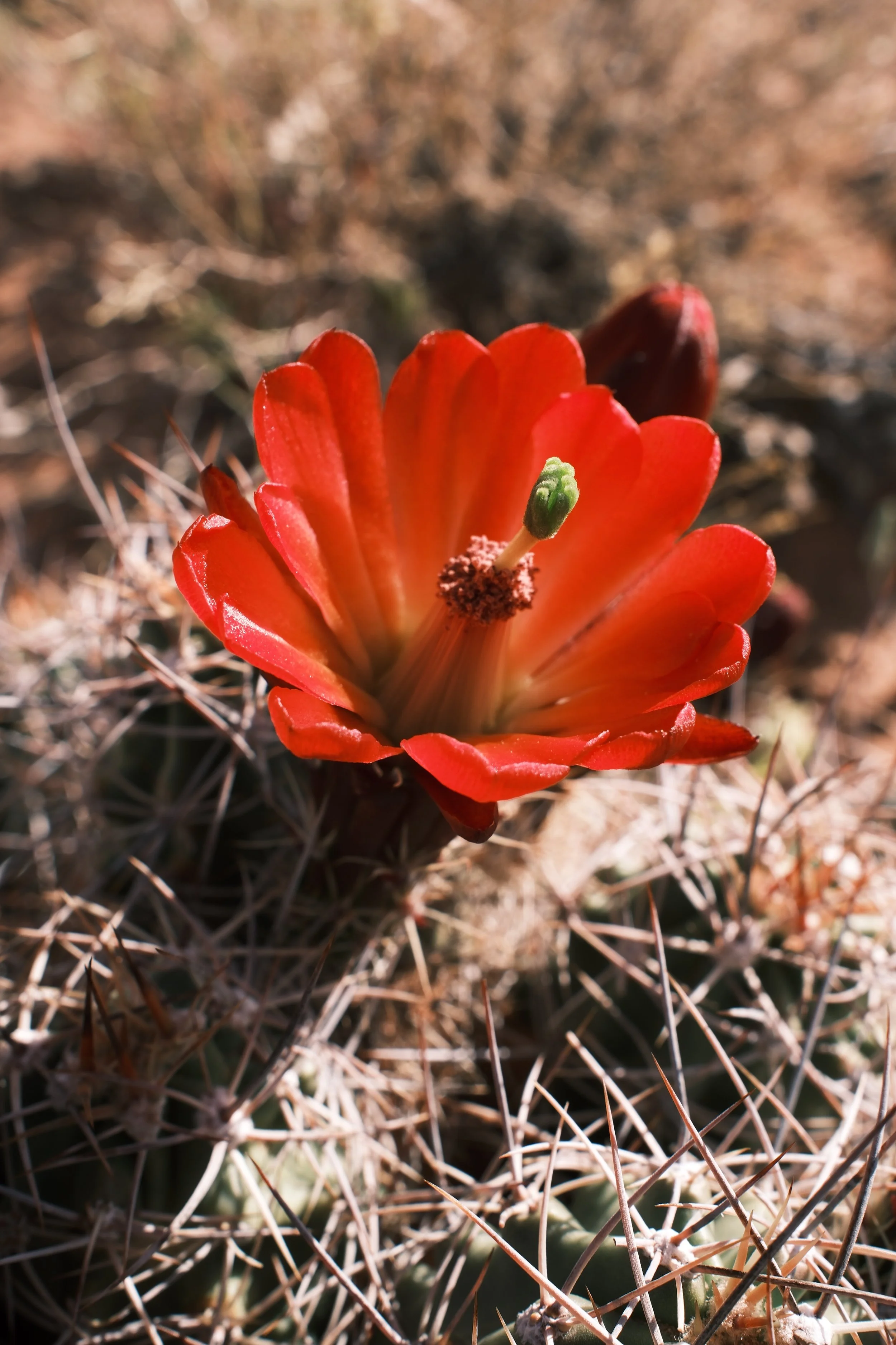 DSCF2325.jpg