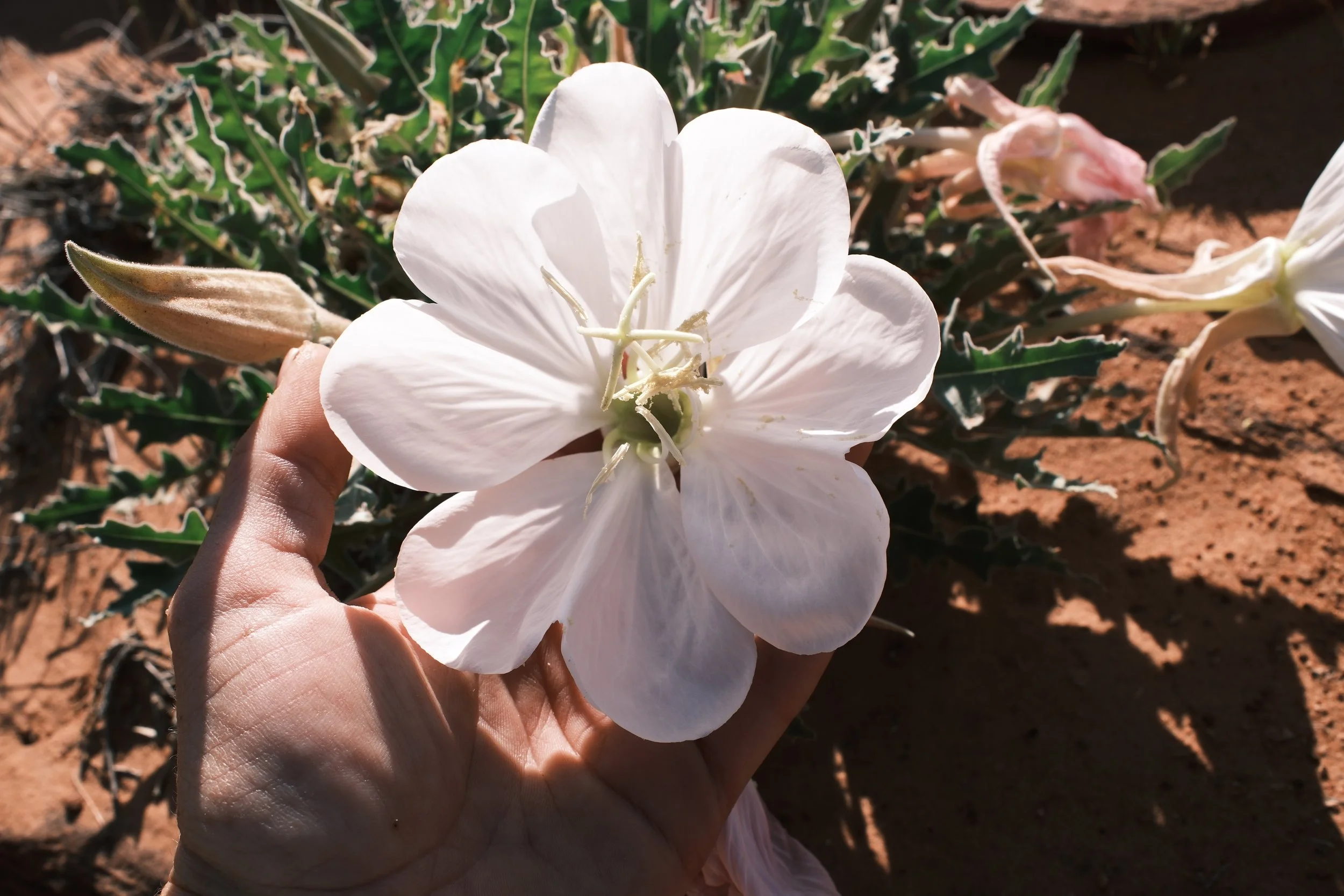 DSCF2336.jpg