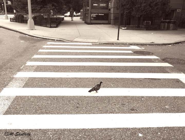 Not Abbey Road.jpg