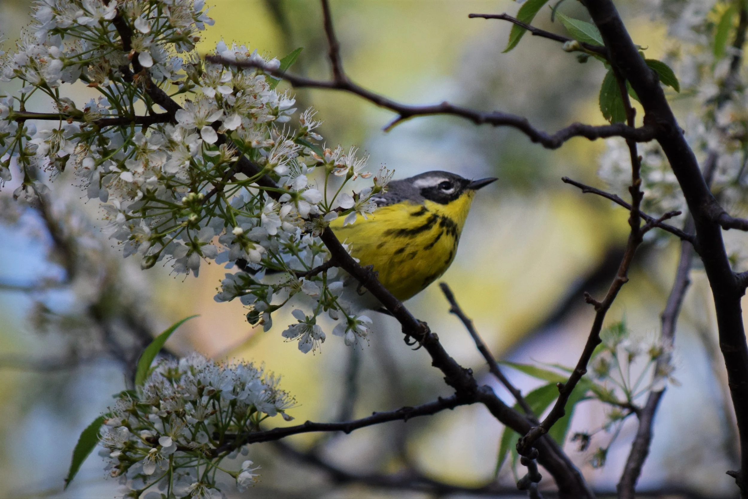 Magnolia Warbler at Montrose Point - photo by Maren Robinson