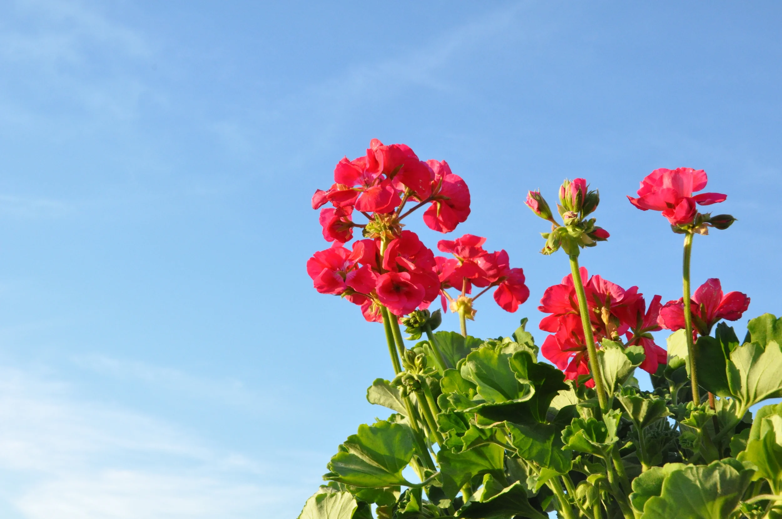 Feeling Springtime in the air with all the sunshine and blooming flowers! 