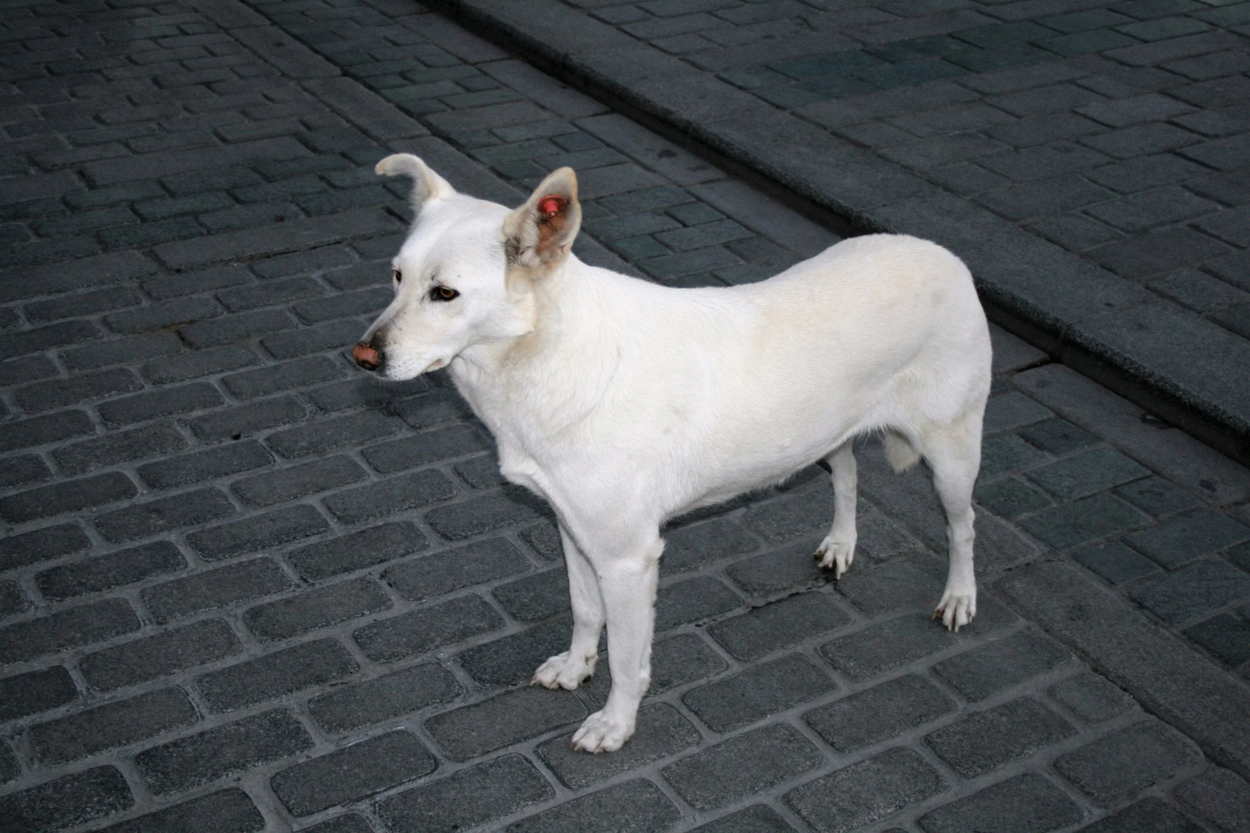 The remaining of what we saw in Istanbul: Hagia Sophia Mosque, City Dogs and Cats and the BEST fish burrito anywhere!