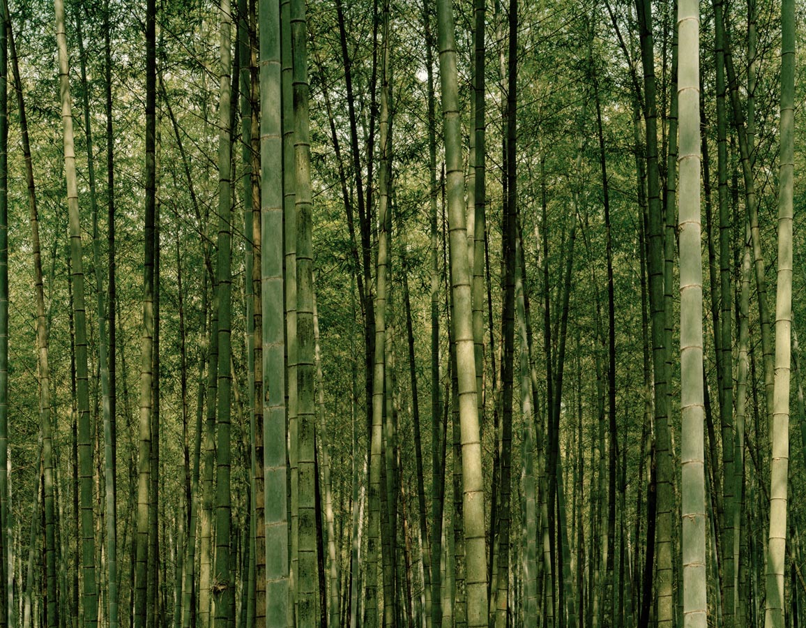 Taiwan_Bamboo.jpg