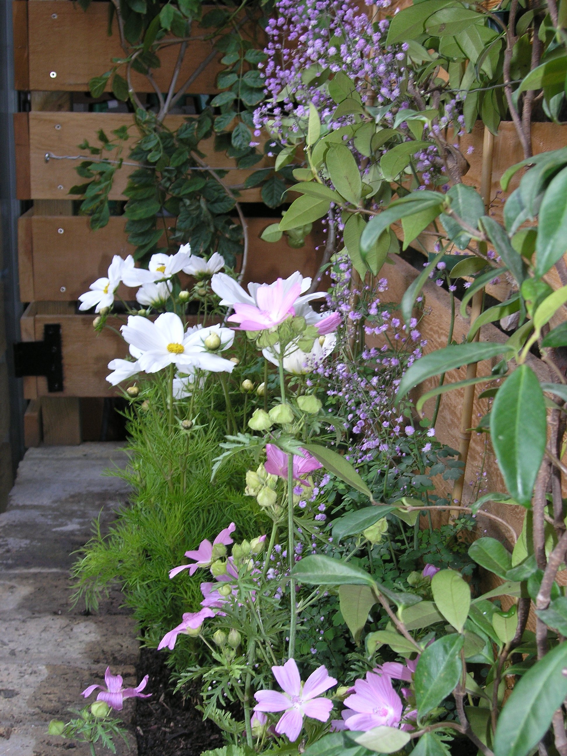  Annual planting gives a colourful floral display in this small courtyard garden design in NW3 by Living Gardens. 
