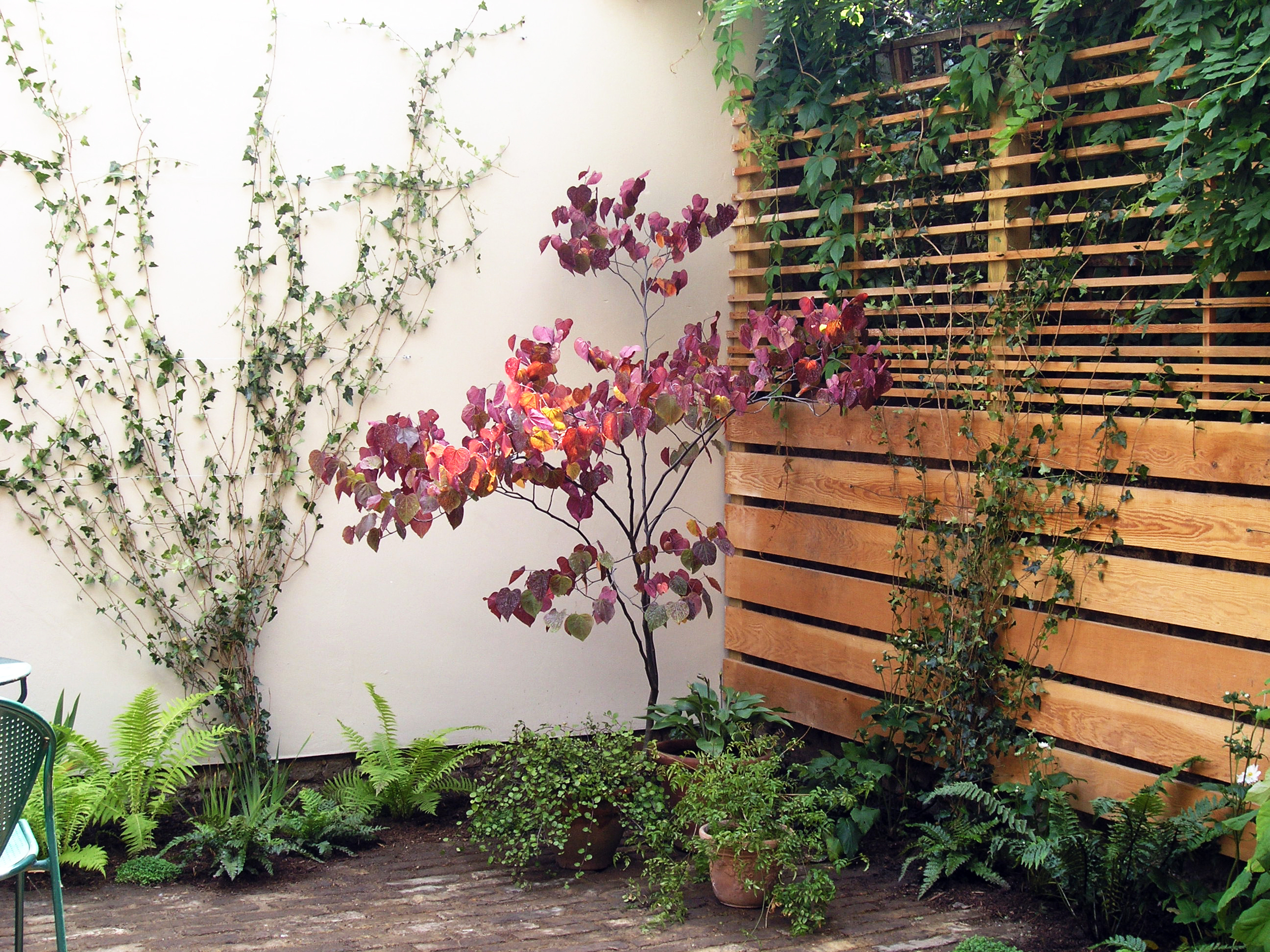  North London courtyard garden with bespoke fence and stunning planting scheme designed by Living Gardens. 