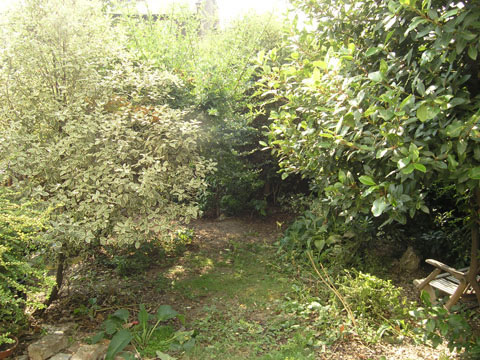 An overgrown North London garden before a rejuvenation
