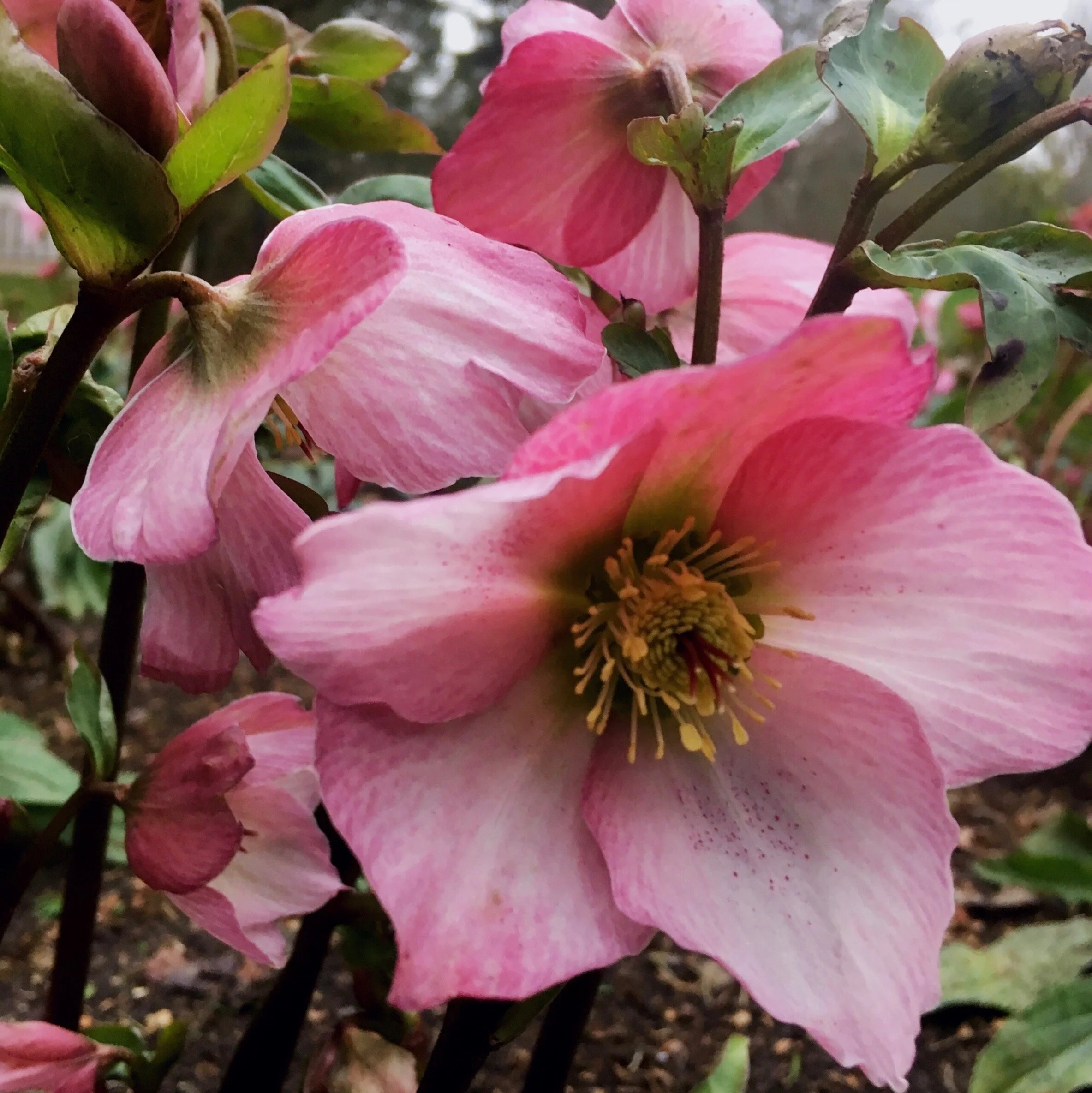 Winter flowering plants — Living Gardens