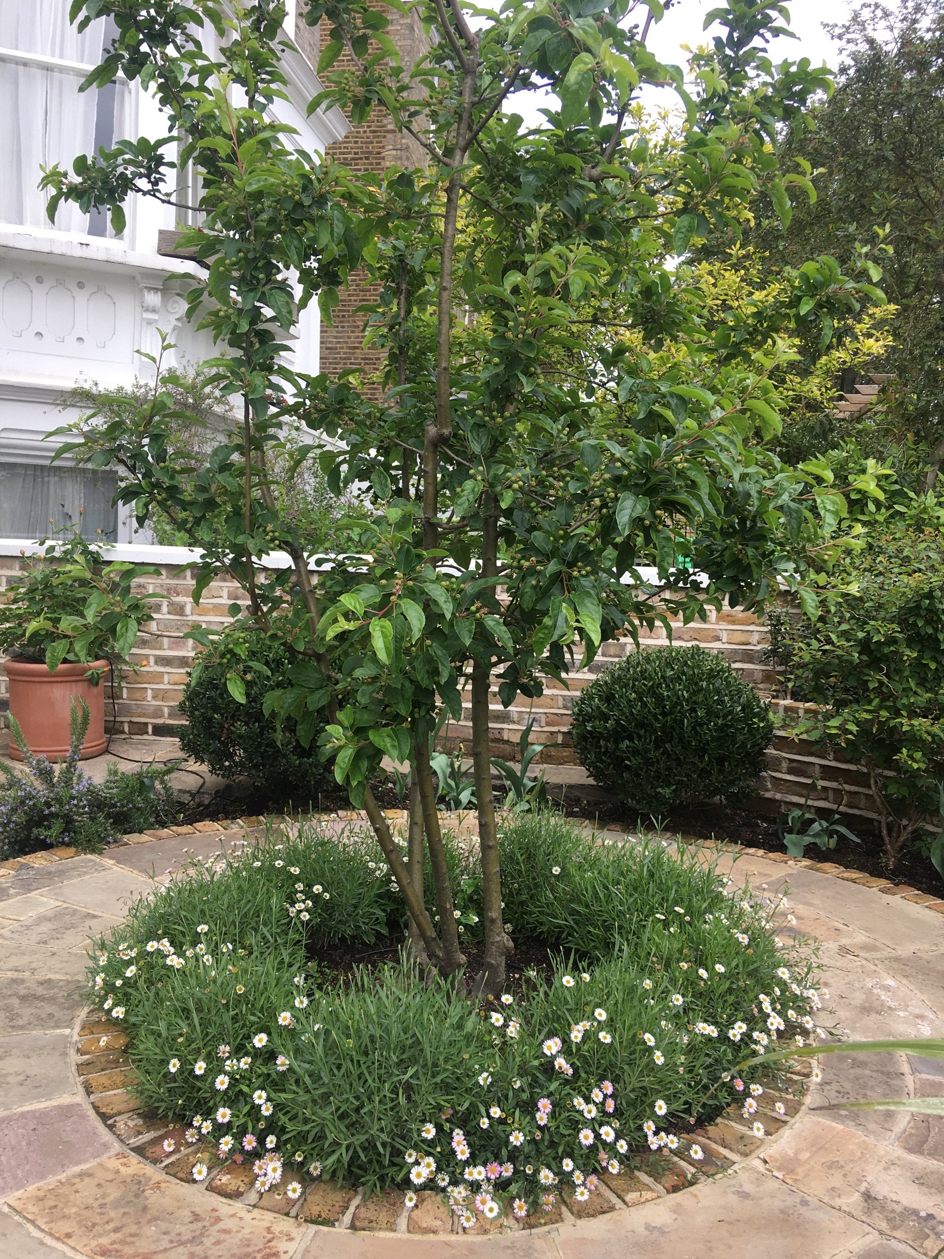 Circular planter with a tree in a North London garden design