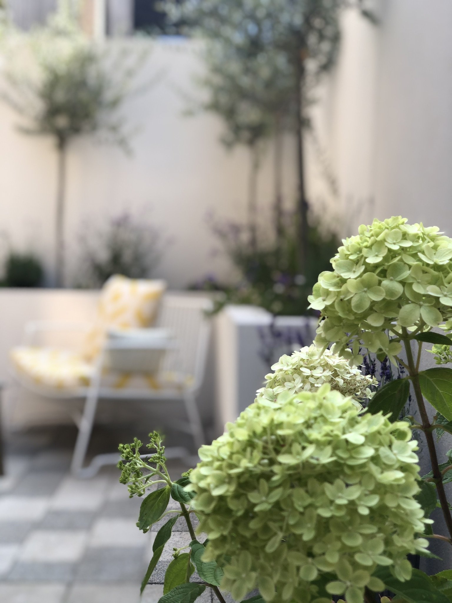 Suitable plants are chosen in this small North London courtyard design