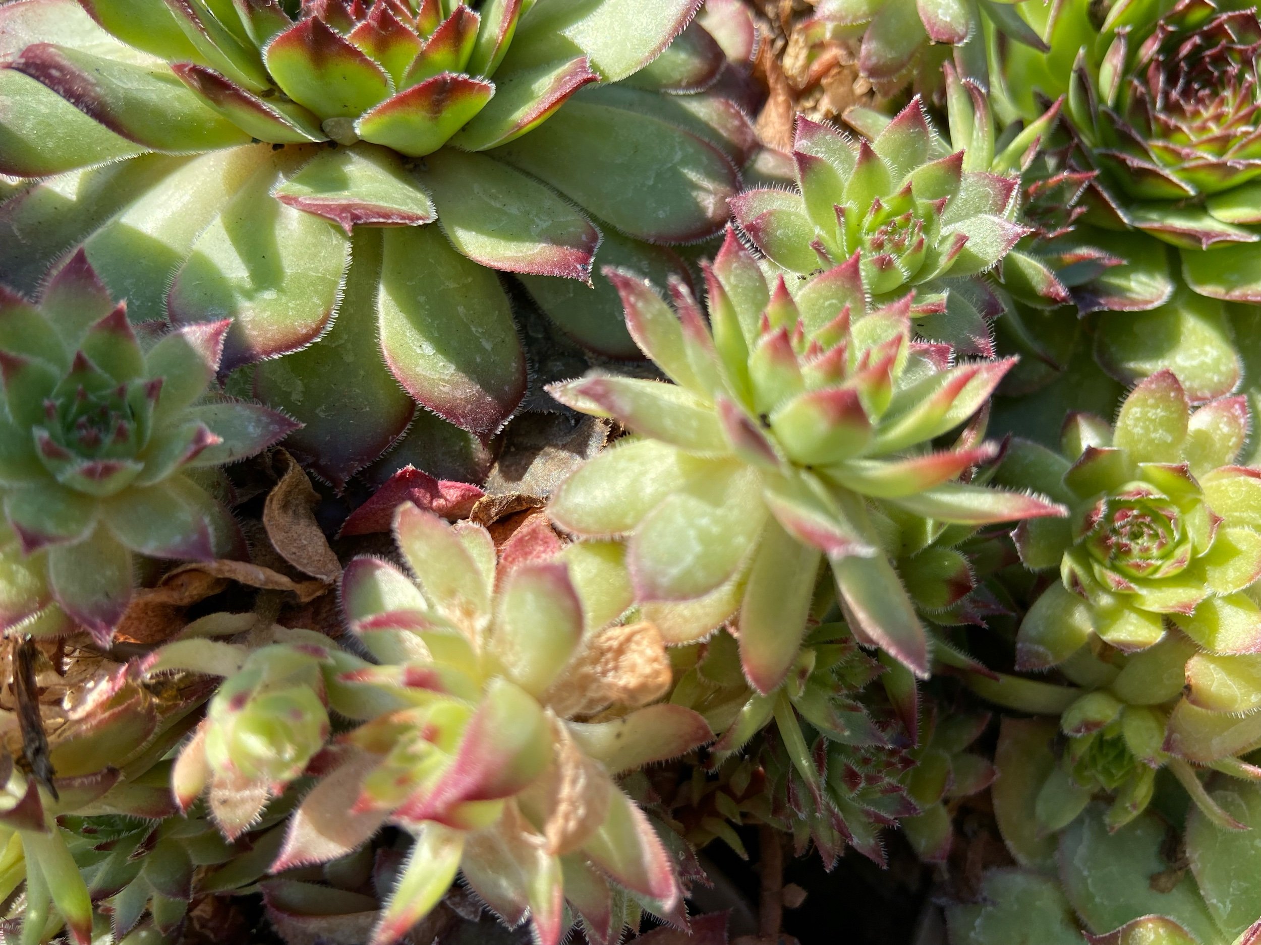 Close up of succulent plants chosen for a garden design in North London