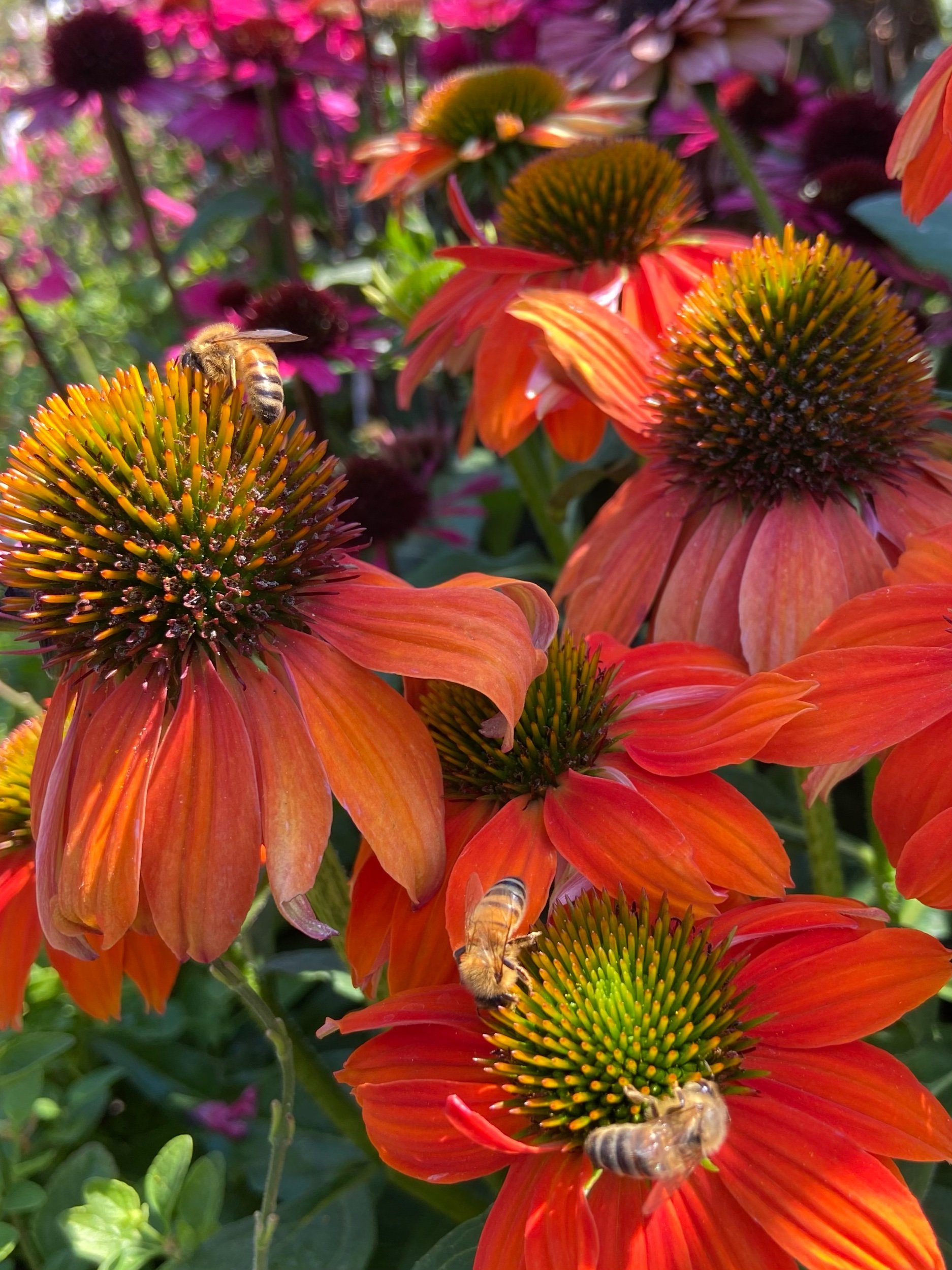 Colourful border plants chosen for back or front garden design in North London