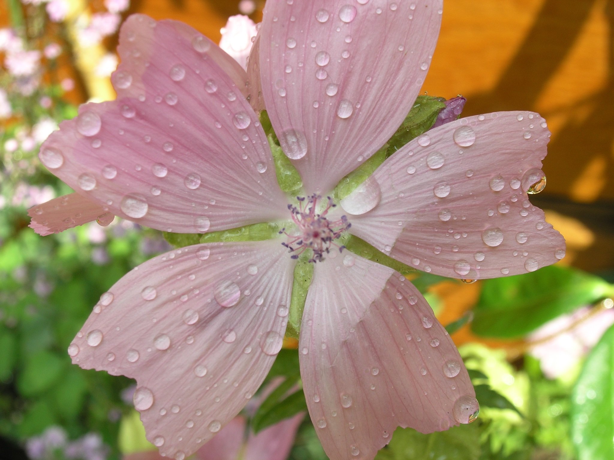 Close up of a flower chosen by landscape gardeners Living Gardens working in North London