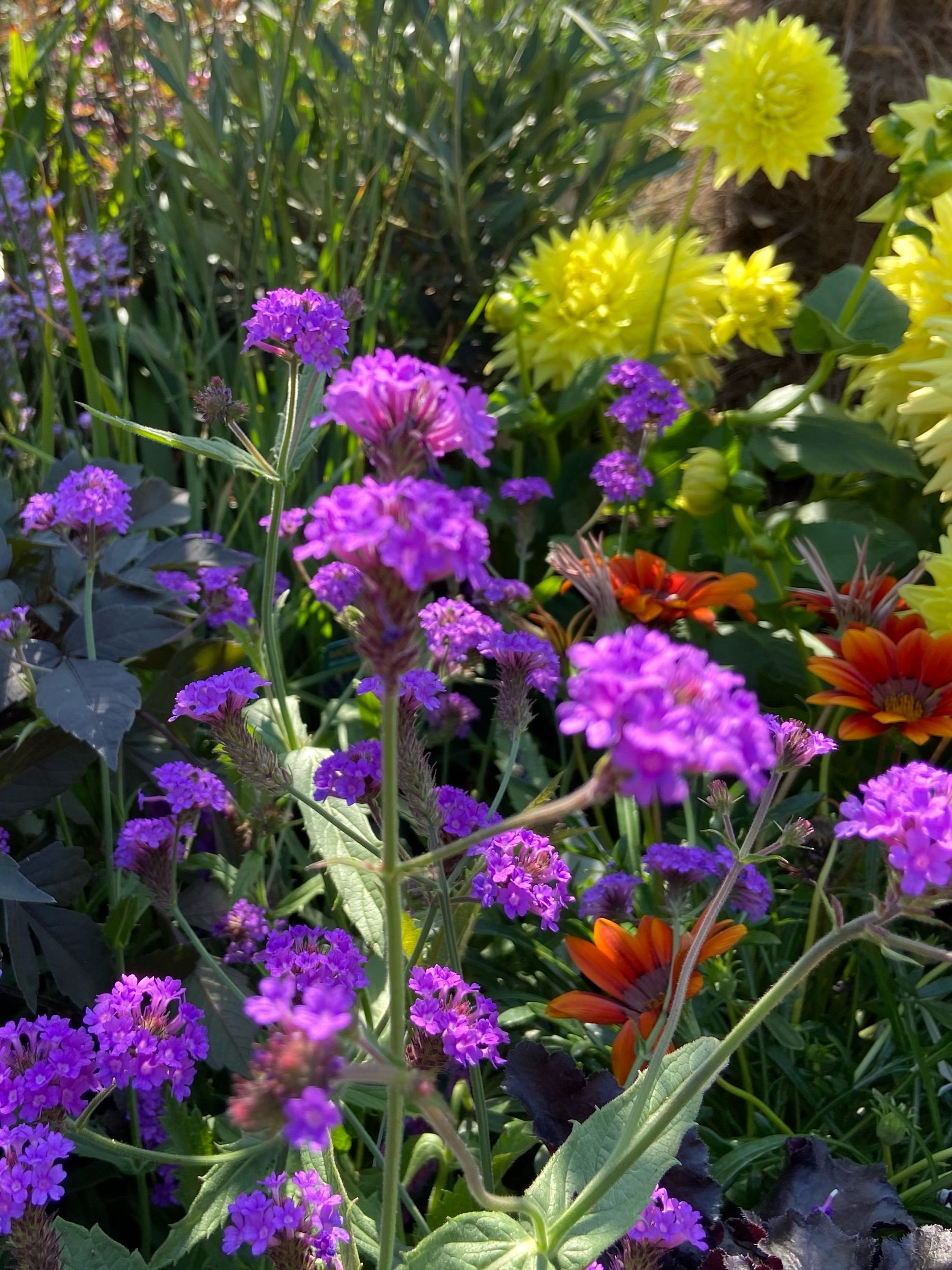 Colourful border plants as part of bespoke garden design in North London