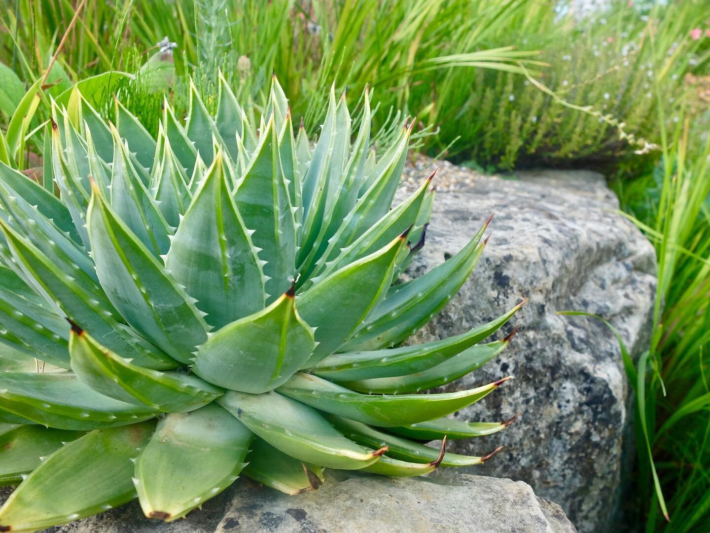 Succulents are well adapted to withstand future heatwaves, and can look particularly stylish in contemporary courtyard gardens.

Follow the link in our profile to read our latest article on sustainable garden design ideas.