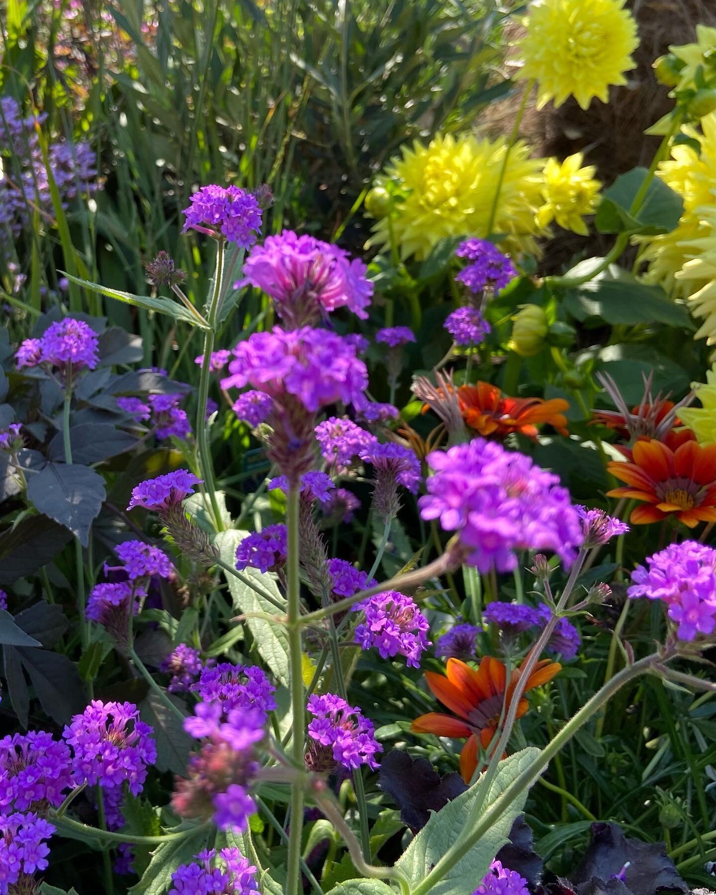 Verbena rigida and various dahlias painting the autumn boarders.

These can all be used as beautiful cut flowers, bringing a palette of your stunning September garden indoors in a tall bouquet.