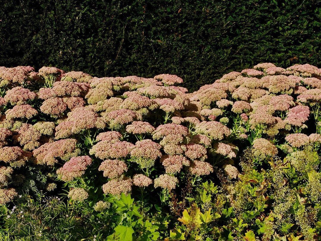 Sedums are the glory of the new season, welcoming autumn in with a luscious array of pinks, purples and greens.

Great for pollinators, slug resistant and drought tolerant, they are another fabulous choice for future proofing your gardens.

The vario