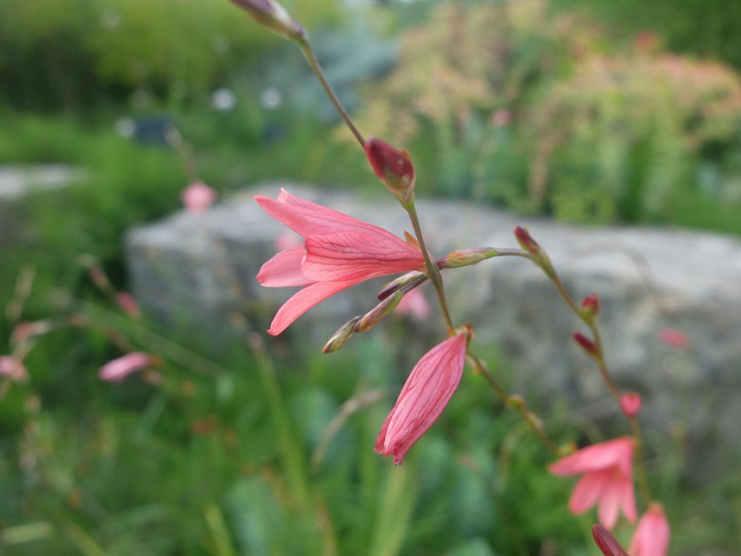 Gravel gardens help to conserve rain water and reduce run off, balancing the human and environmental needs of an urban landscape. Better still, the majority of plants that thrive here are beautiful, low maintenance choices that will support local bio