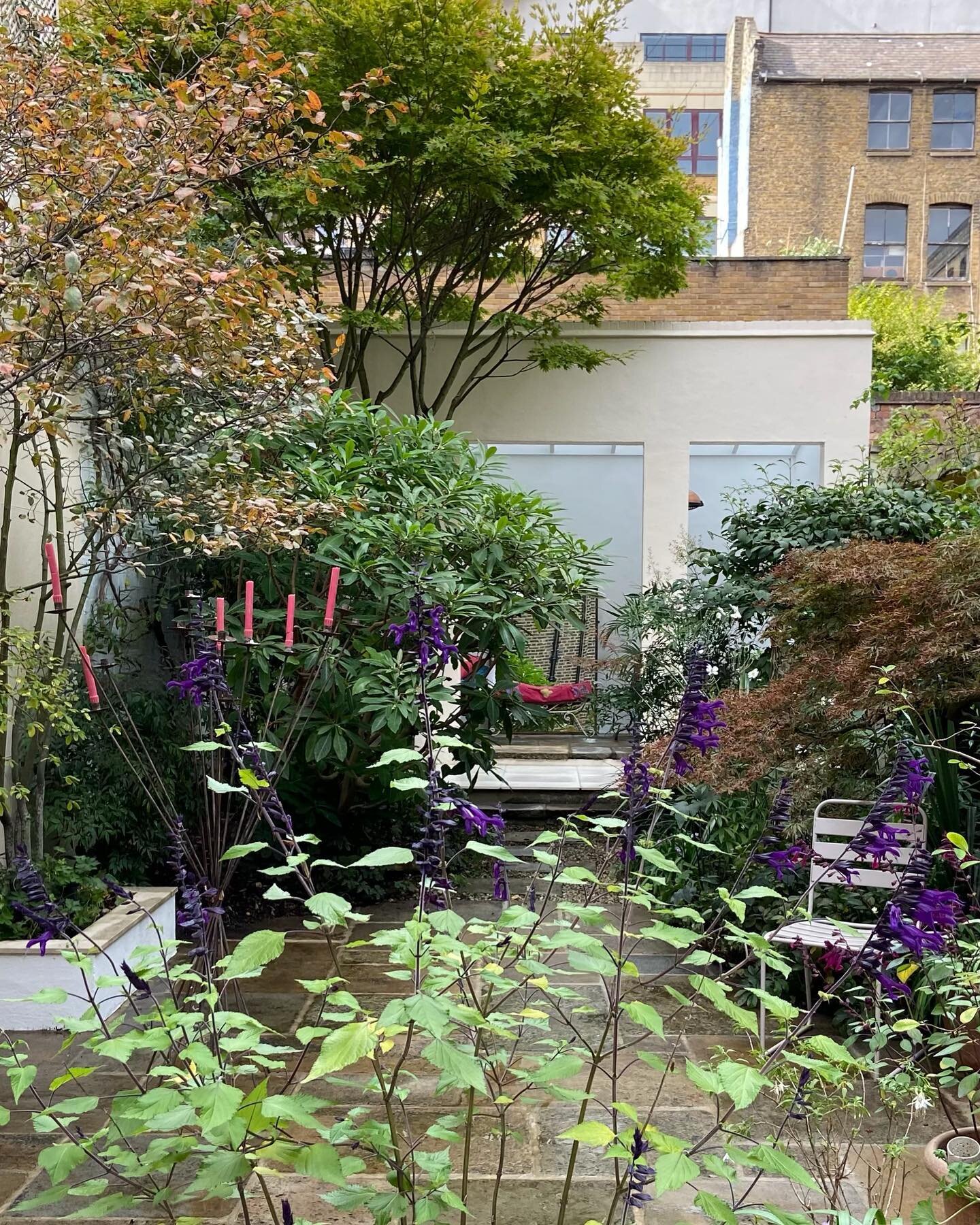 A perfect example of autumnal interest with Salvia &lsquo;love and kisses&rsquo; and a mixed canopy of trees in this stunning Islington garden. Reclaimed York stone glimmers in the recent showers, giving this contemporary garden room the perfect secl